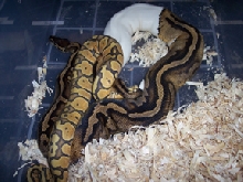 pastel ghost X Pied #1