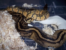 Pastel Ghost X Pied #2