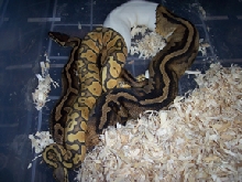 Pastel Ghost X Pied #3