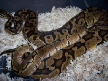 Spider Het Ghost X Pastel