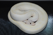 Female Pastel Ivory