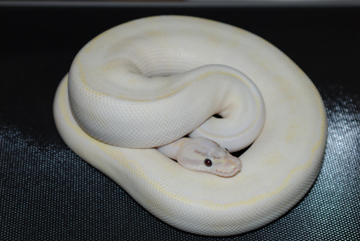 Female Pastel Ivory