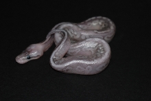 female sterling