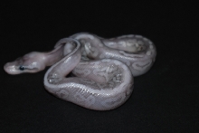 sterling female
