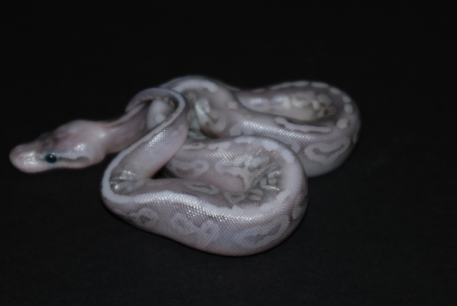 sterling female