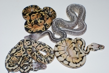 sterling clutch post shed