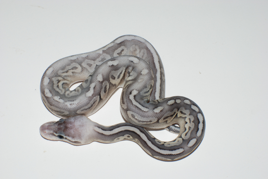 sterling post shed.