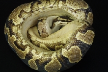 yellow belly belly shot kingsnake