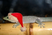 Christmas Phelsuma