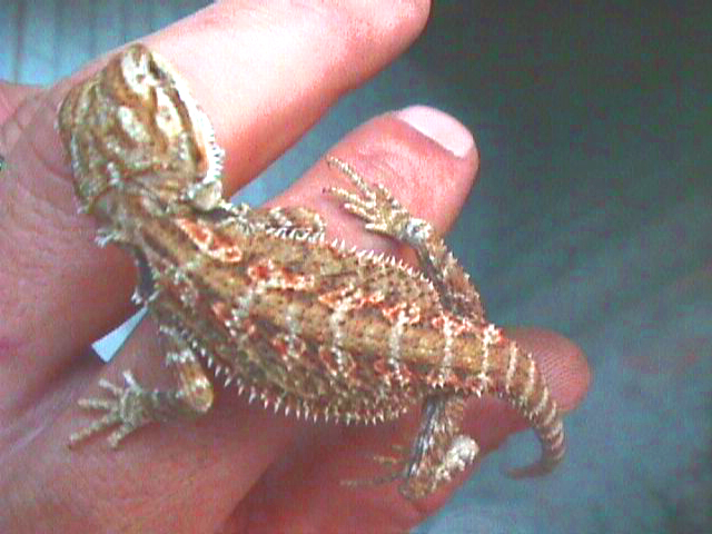 hypoorange redflame girl