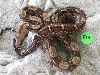 female costa rican F13
