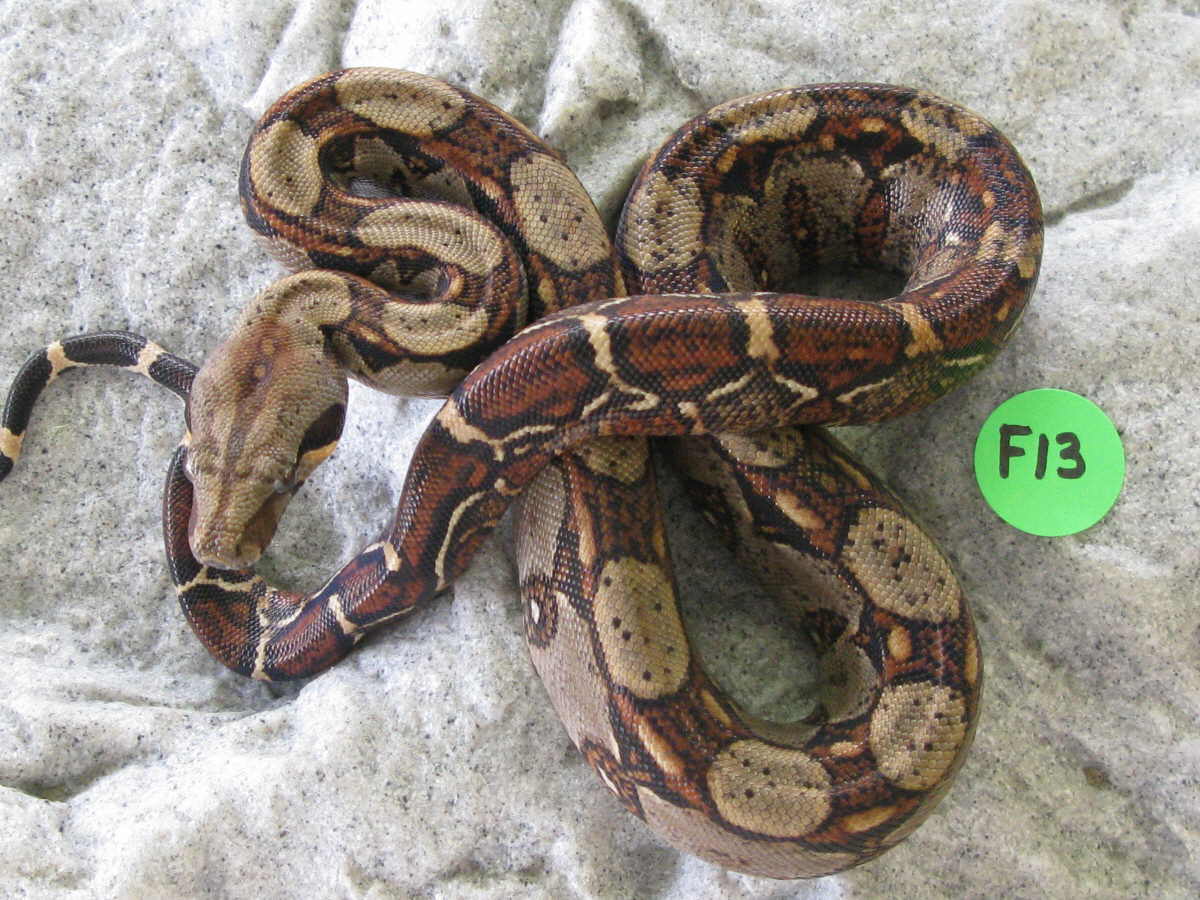 female costa rican F13
