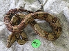 male costa rican M5