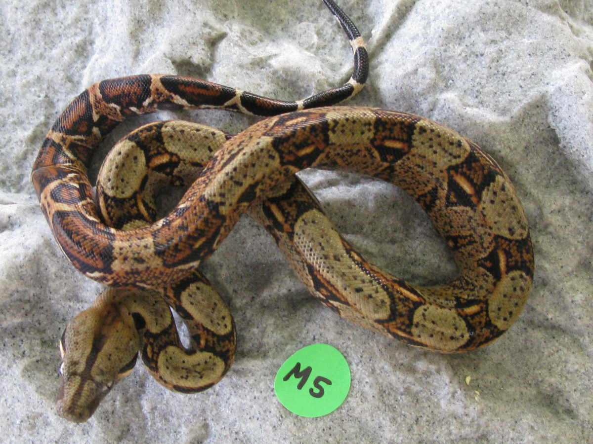 male costa rican M5