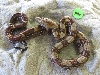 male costa rican M6