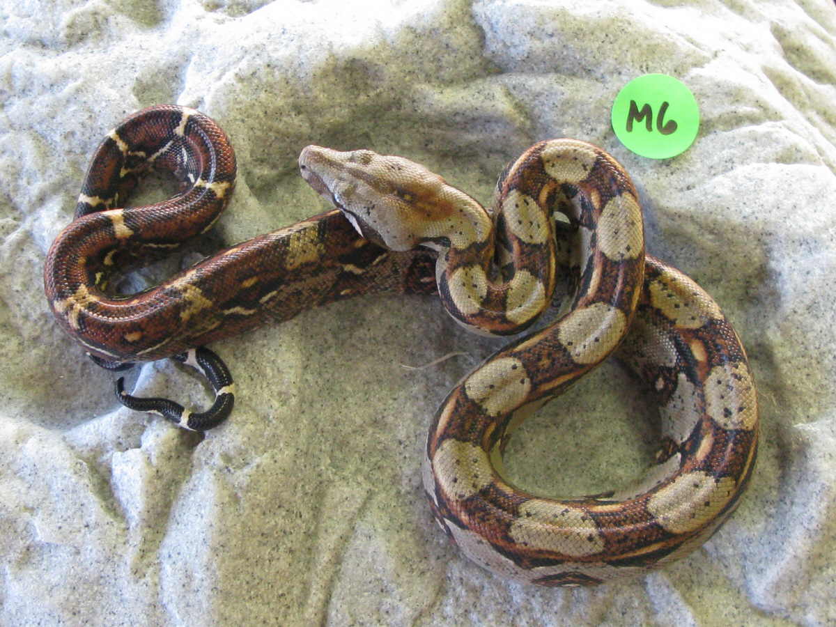 male costa rican M6