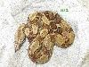 male costa rican M12