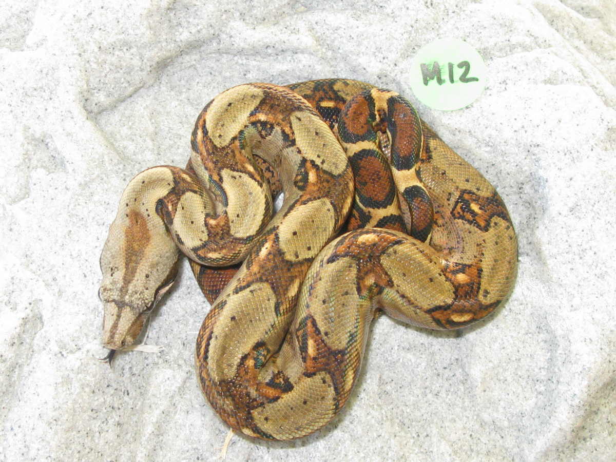 male costa rican M12