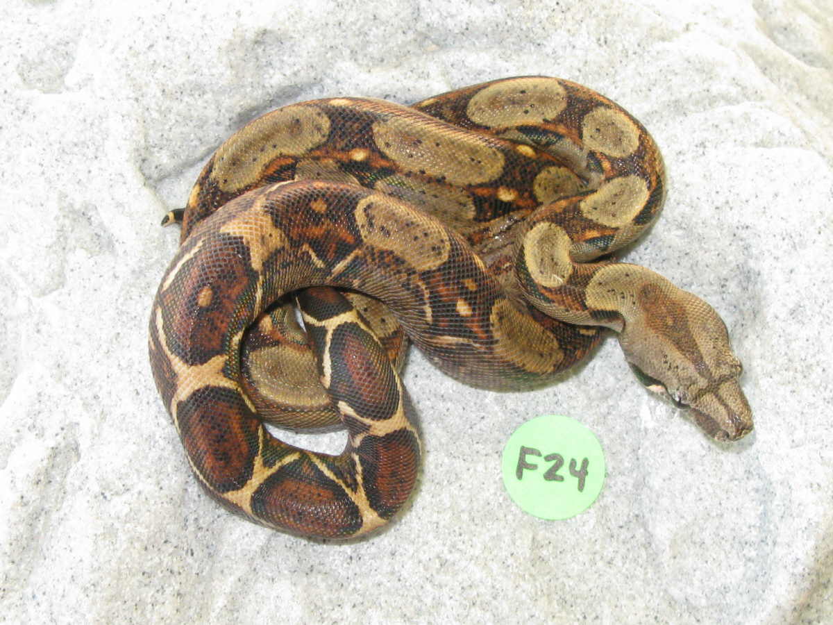 female costa rican F24