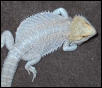 patternless hypo orange male