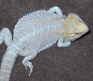 patternless hypo orange male