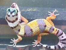 hypocarrtailmale