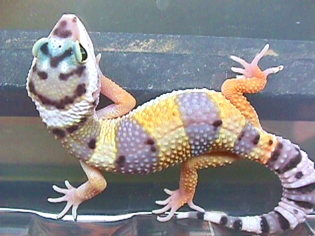 hypocarrtailmale