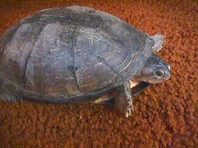 turtle
