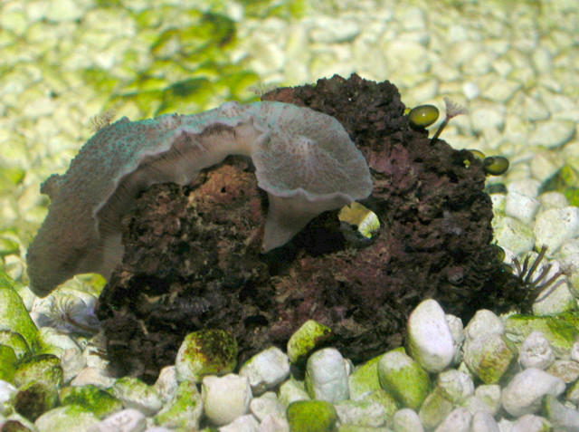 Saltwater - Austin Aquariums