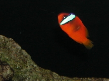 Saltwater Photos