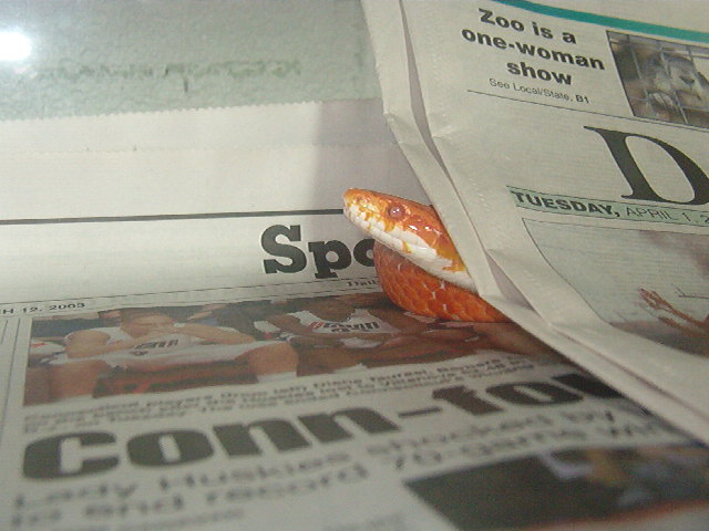 Corn Snake on the look out