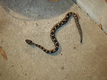 Eastern Diamondback