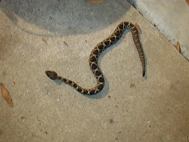 Eastern Diamondback