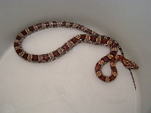 Corn Snake