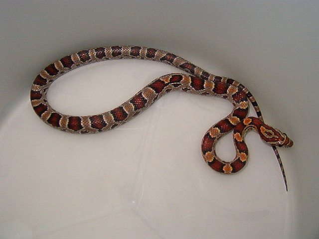 Corn Snake
