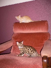 Rohan and Rani