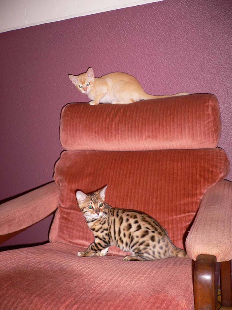 Rohan and Rani