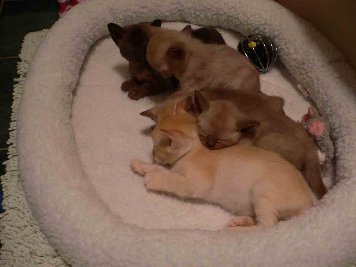 burmese 4 weeks