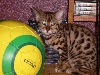 i love soccer
