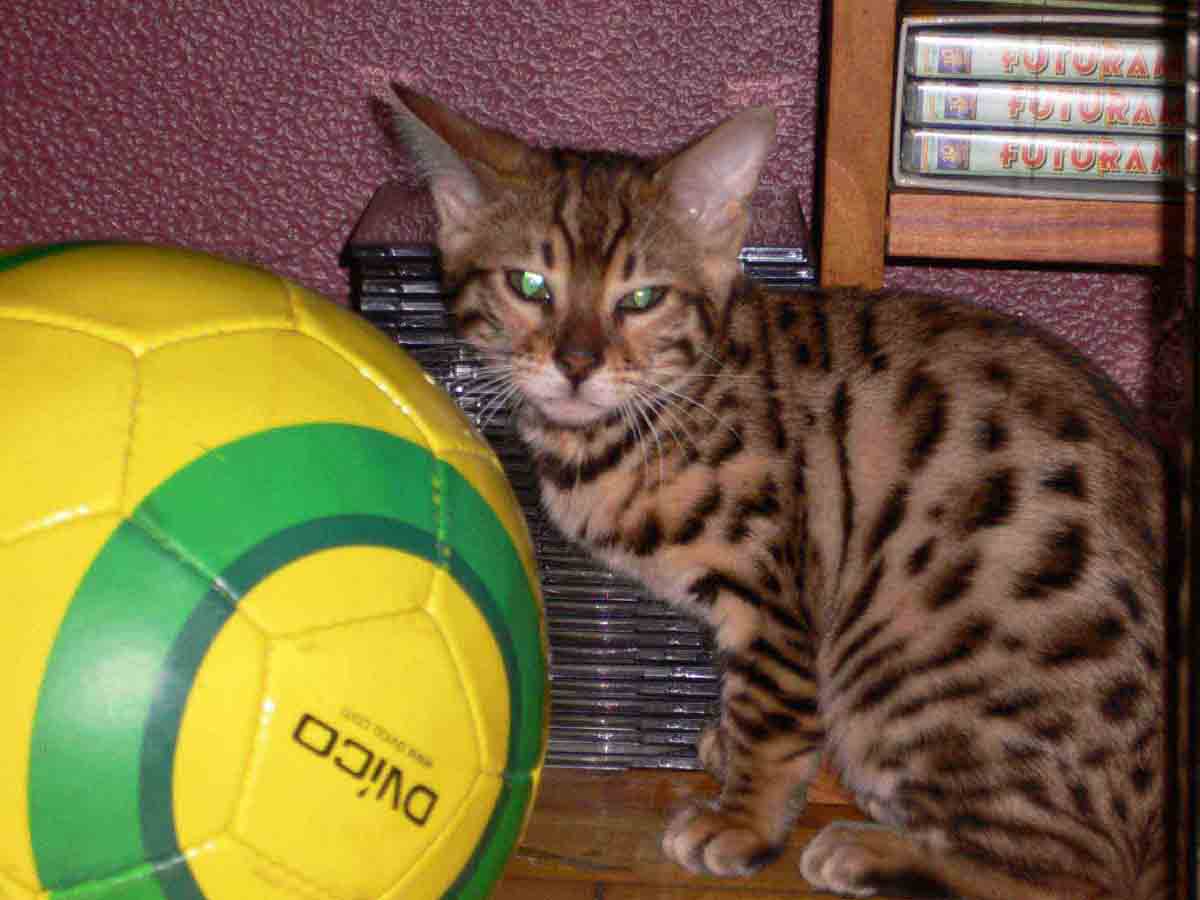 i love soccer
