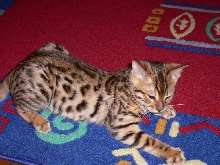 Rani 2
