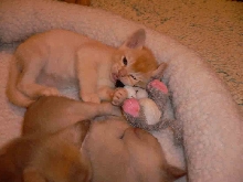 red boy with toy