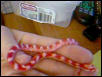 What type of corn snake is this?