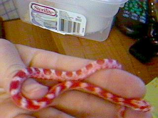 What type of corn snake is this?