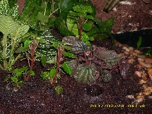 Plants