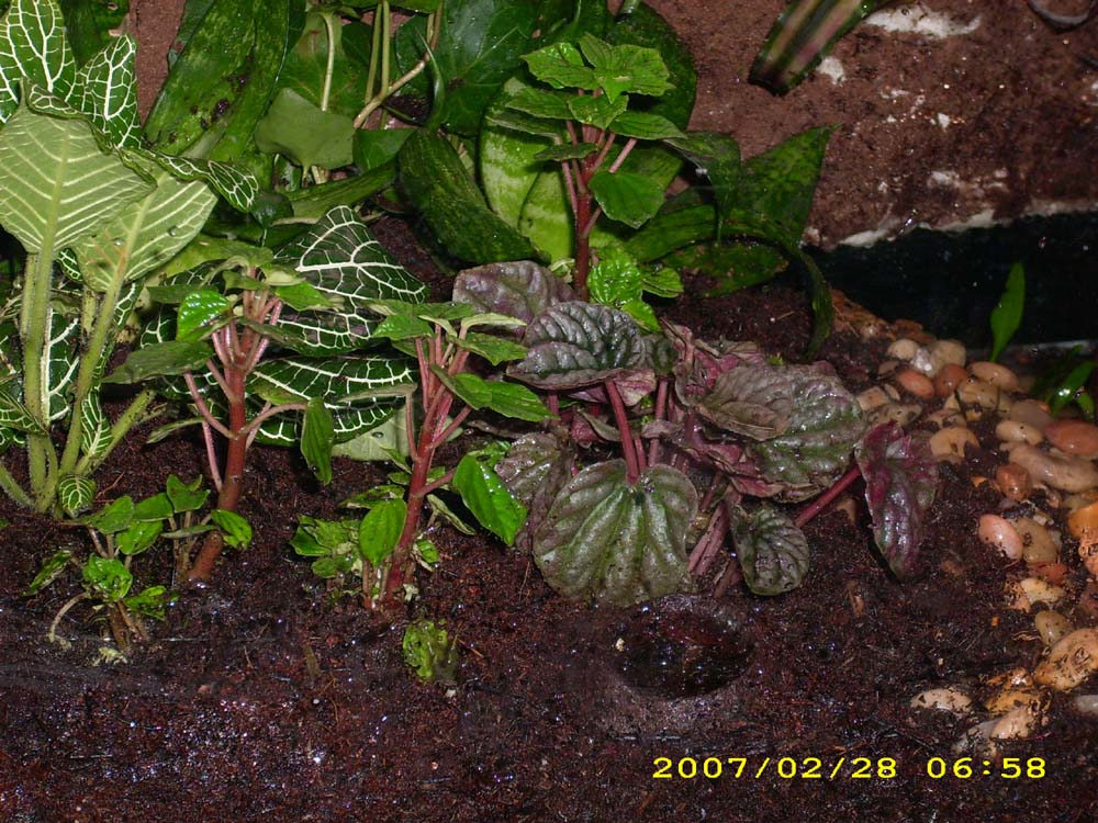 Plants