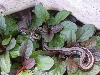 Runt
