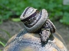 snail 3