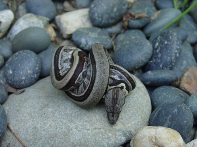 snail on the rocks