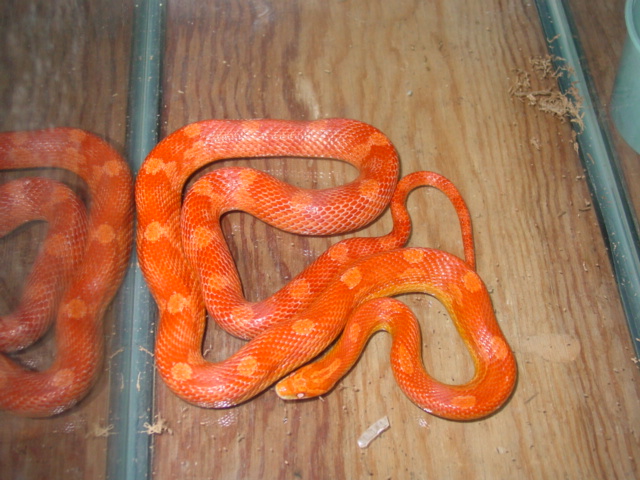 Red Albino Corn